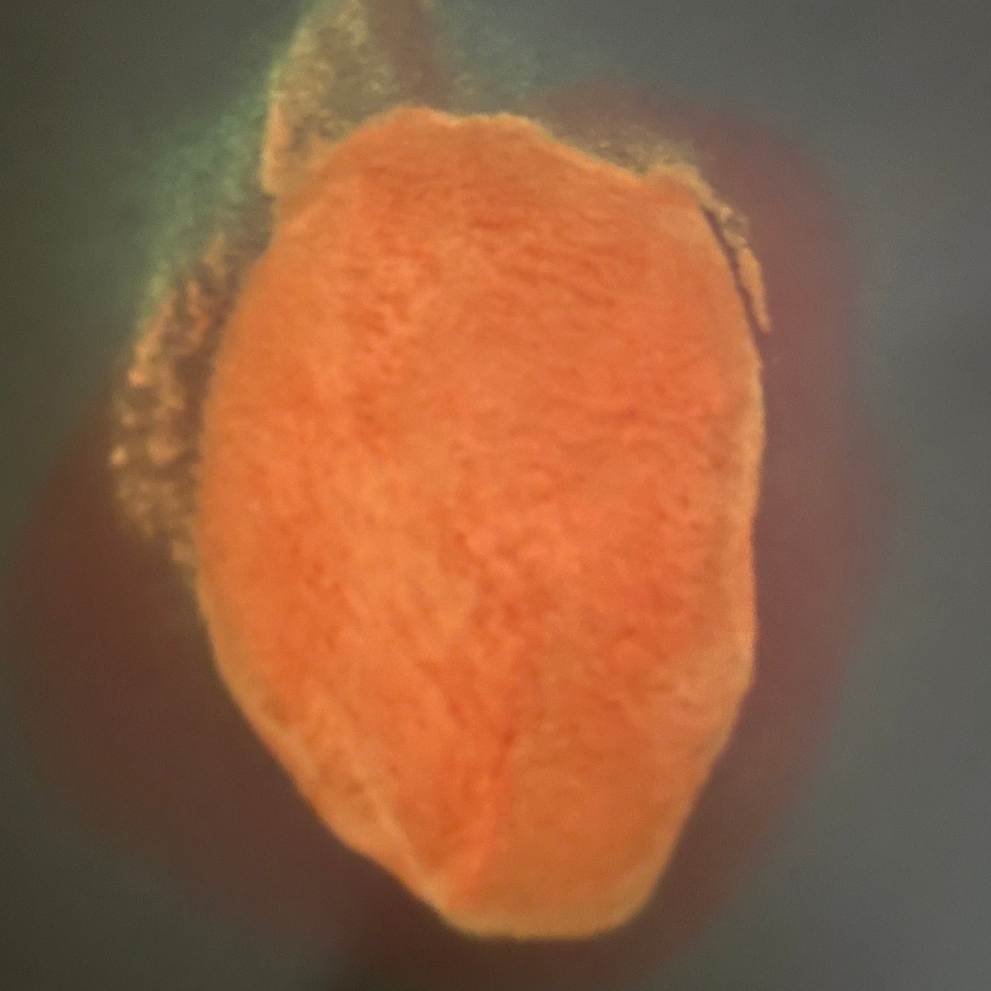 a pile of orange glow in the dark powder glowing on a black background